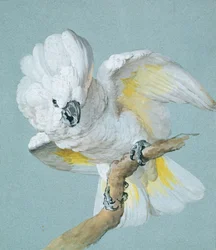 Un Grande Cacatua Bianco Crestato